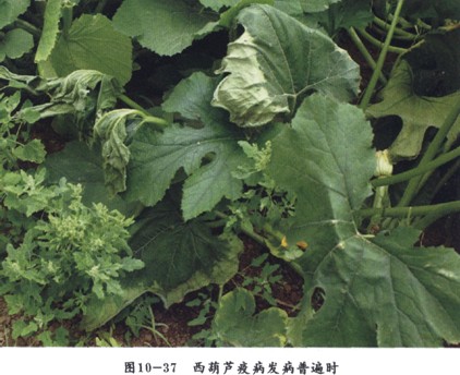 西葫芦绵疫病