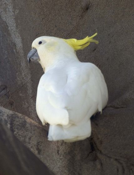  p>葵花凤头鹦鹉(学名: i>cacatua galerita /i>)是 a href="#" data