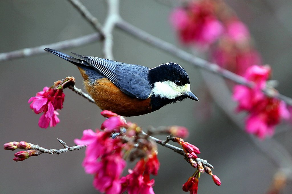  p>红腹山雀(学名: i>parus davidi /i>)小型鸟类,体长11~12厘米.