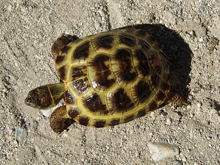  p>扁平陆龟是一种非常奇特的陆龟,如果没有见过它,那么光听名字或许