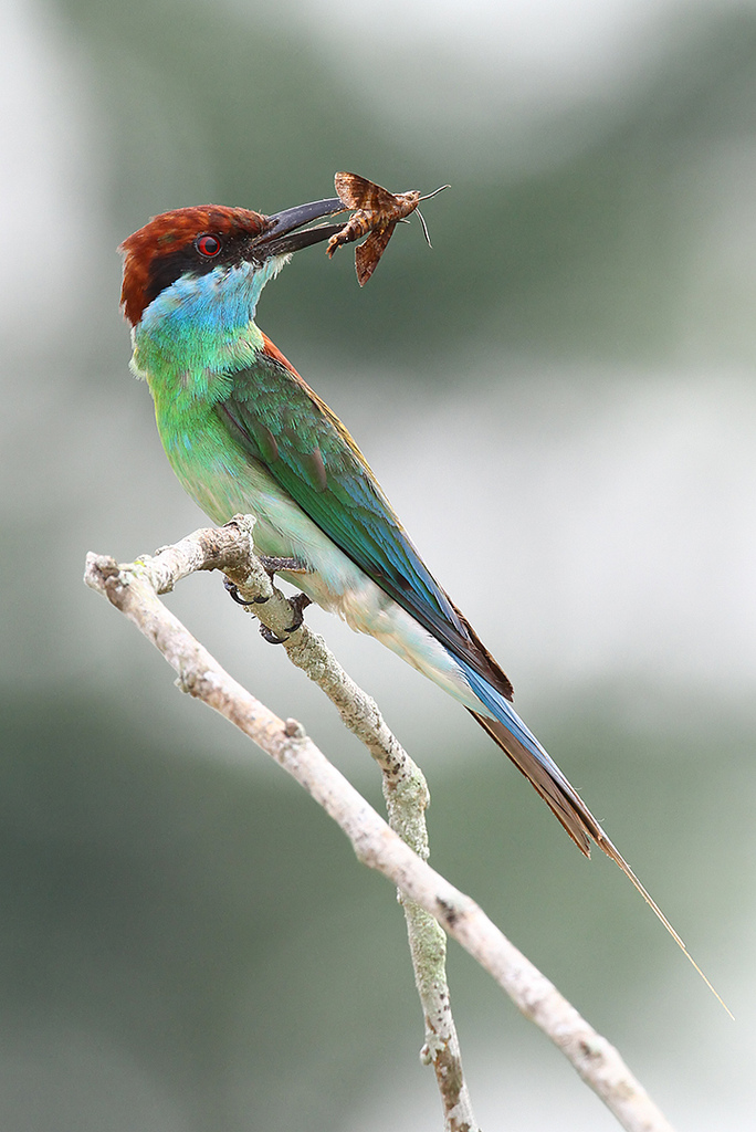  p>蓝喉蜂虎(学名: i>merops viridis /i>)中型鸟类,体长26~28厘米.