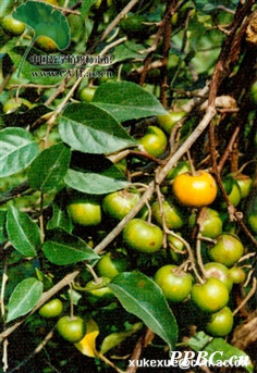 actinidia tetramera maxim.