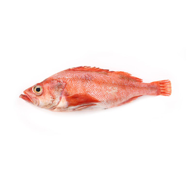 id="425506">石斑鱼 /a>的一种,又叫颌斑石斑鱼,英文名dungat grouper