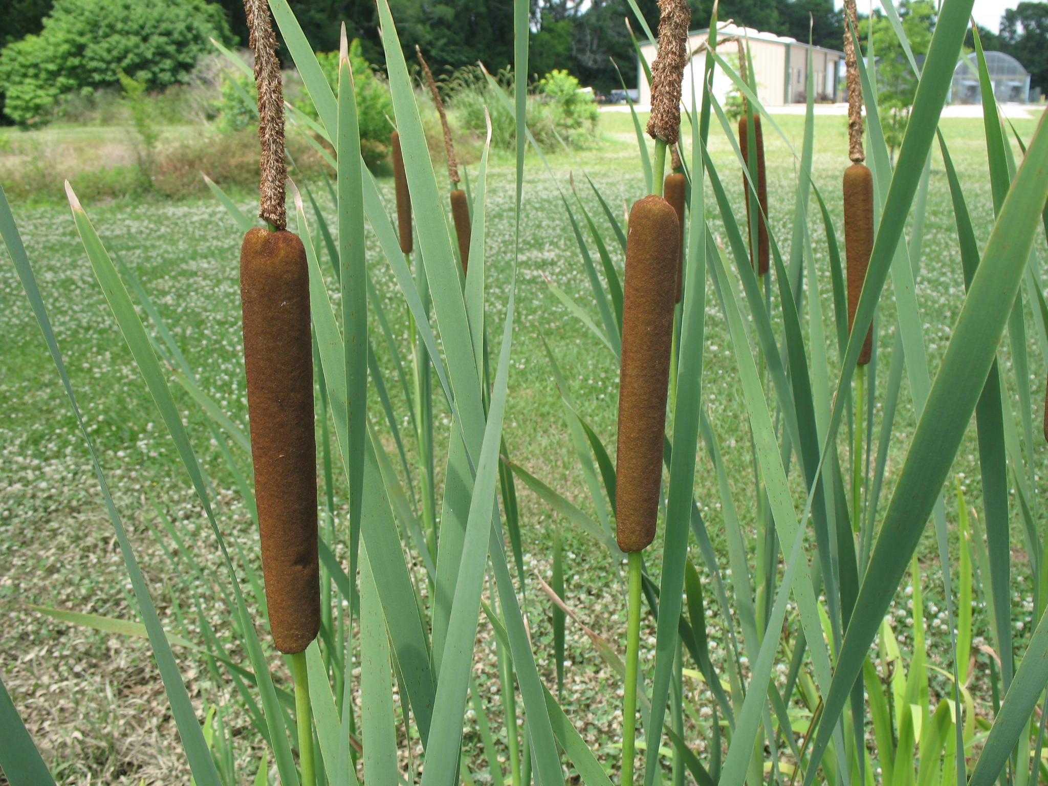  p>宽叶香蒲(学名: i>typha latifolia /i> linn.