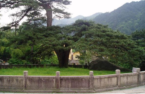 九华山凤凰松