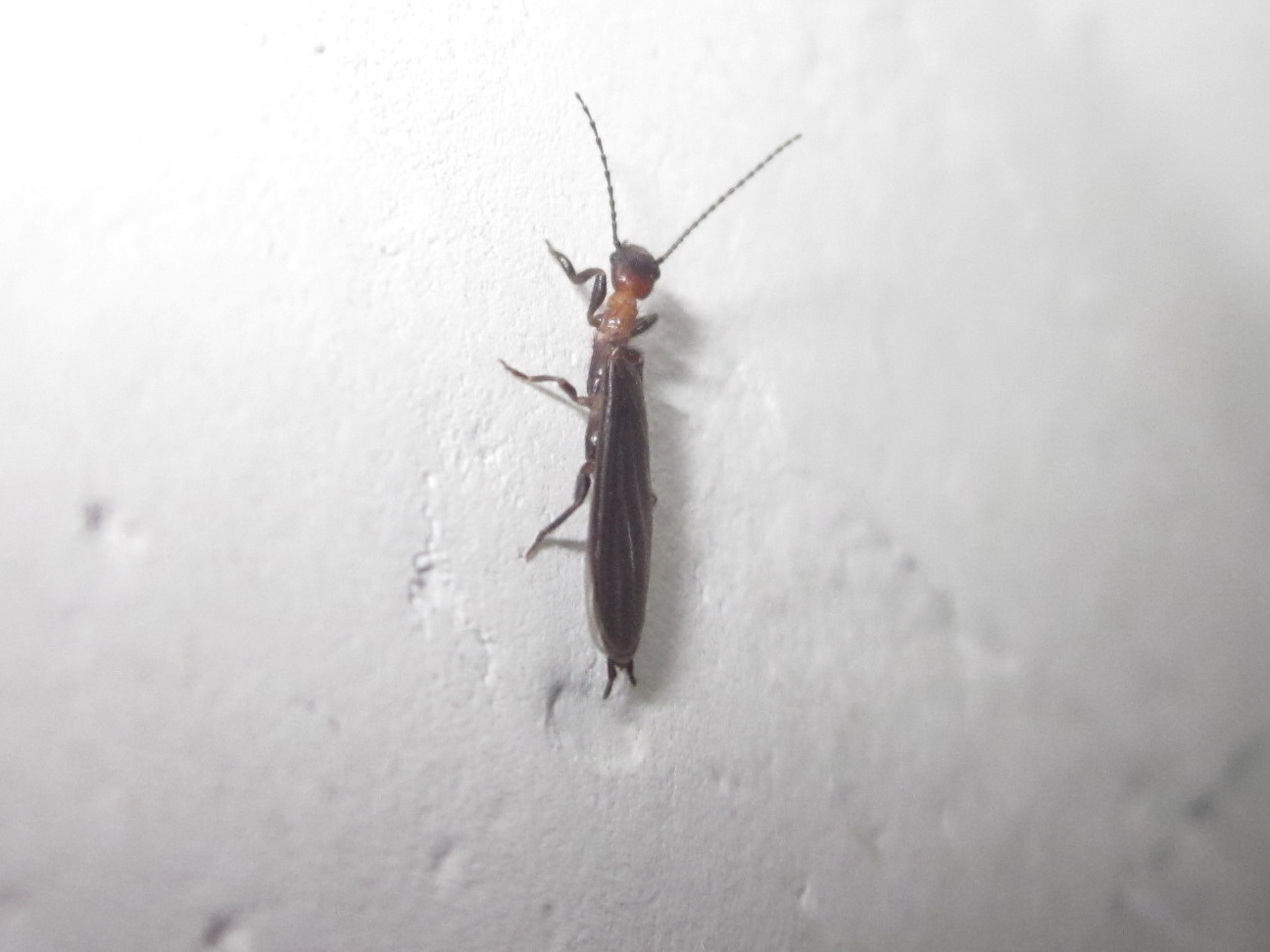  p>蚁科(formicidae),体长1~20毫米,触角膝状,9~10节,腹部基端有1~2个