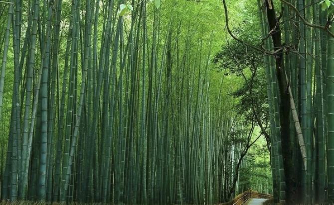  p>花竹(学名: i>bambusa albo-lineata /i>