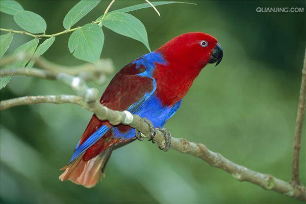  p>华贵折衷鹦鹉(学名:eclectus roratus roratus)是折衷鹦鹉的指名