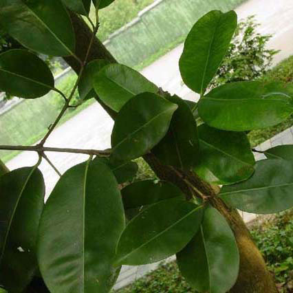  p>海南蒲桃(学名: i>syzygium hainanense /i> chang et miau)是