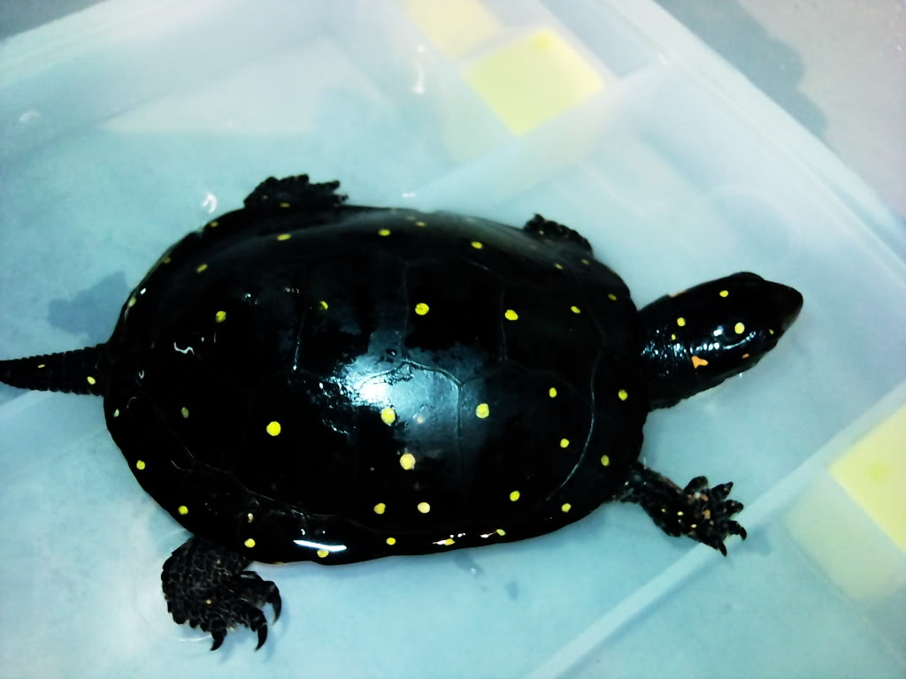  p>星点水龟(学名: i>clemmys guttata /i>)是泽龟科,水龟属动物.