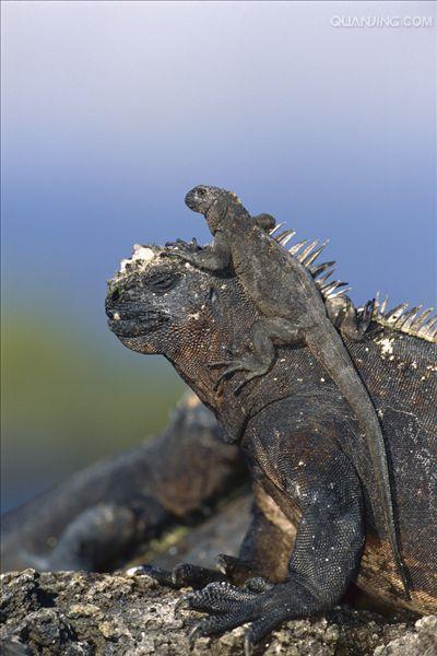 加拉巴戈海鬣蜥