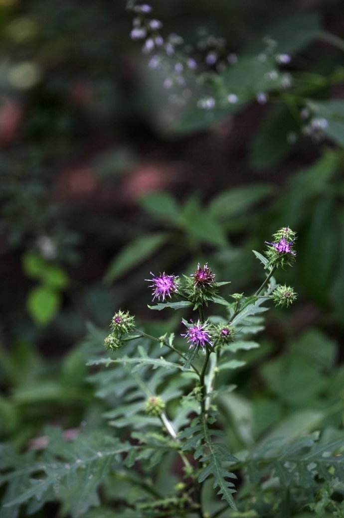 是菊科 a target="_blank" href="/item/千里光属/3078325" data