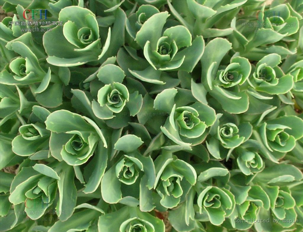 八宝属多年生 a href="#" data-lemmaid="541696">草本 /a>植物