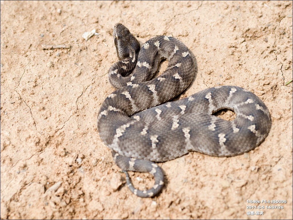 分布于亚洲中部俄罗斯,蒙古以及中国大陆的山西,内蒙古,陕西,甘肃