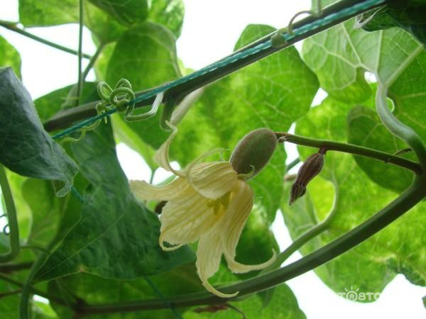  p>罗汉果花单性, a target="_blank" href="/item/雌雄异株/10102253