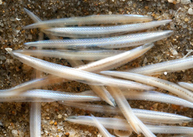 白氏鳃口文昌鱼