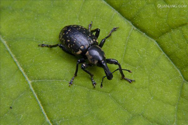  p>象鼻虫(elaeidobius kamerunicus)是 a href="#" data-lemmaid="