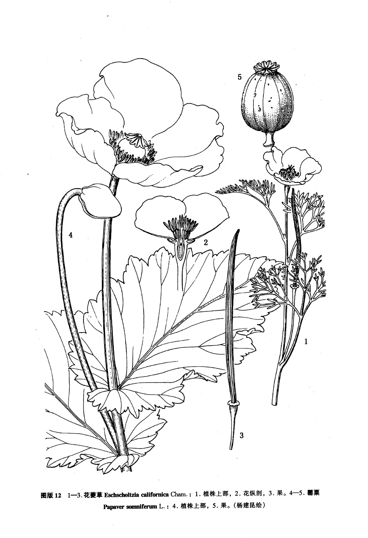  p>花菱草,(学名: i>eschscholtzia californica /i> cham.