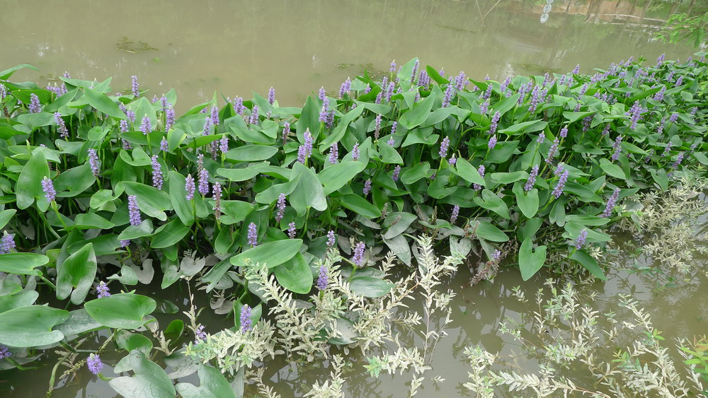 水生植物是出色的游泳运动员或潜水者.