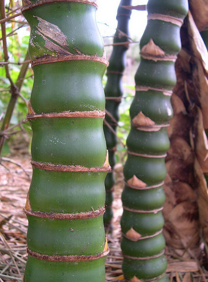  p>佛肚竹(学名: i>bambusa ventricosa /i>  mcclure):为 a href="#"