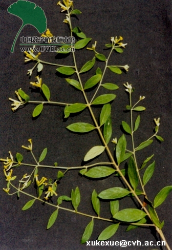 wikstroemia pilosa cheng