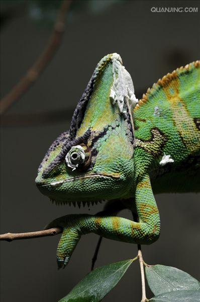  p>高冠变色龙是变色龙的一种,因为头上高耸的 a target="_blank"