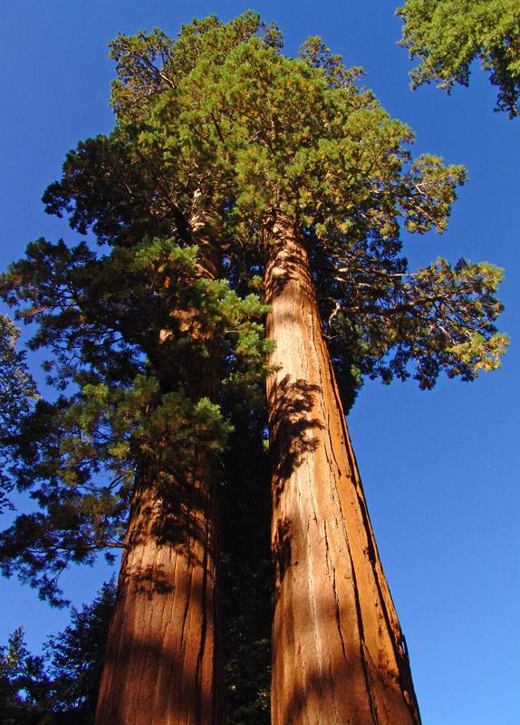 buchholz),或称为巨杉,属杉科.