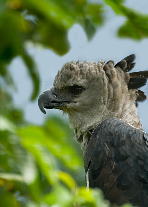 american harpy eagle
