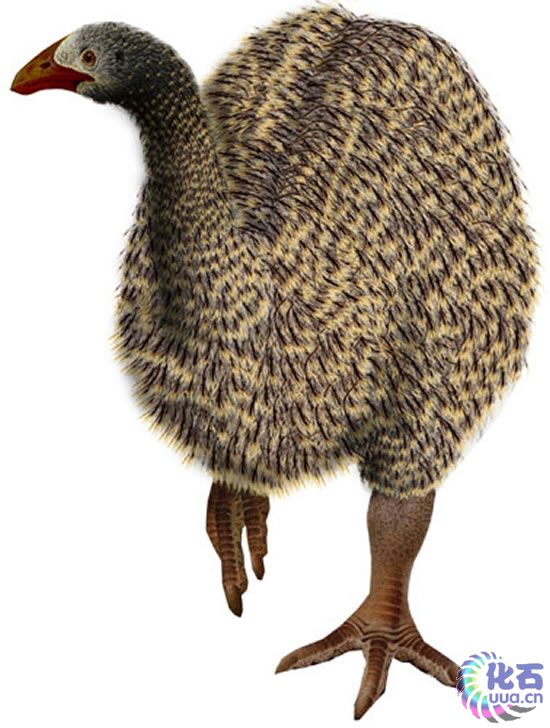  p> a href="#" data-lemmaid="4924856">象鸟 /a>曾被认为是世界所  