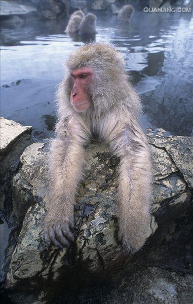 猴子