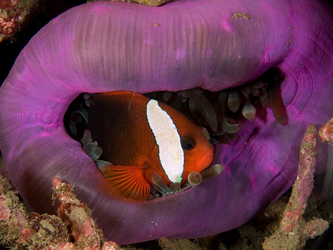 amphiprion melanopus  i>  /i>)为 a href="#">辐鳍鱼纲 /a> a href=