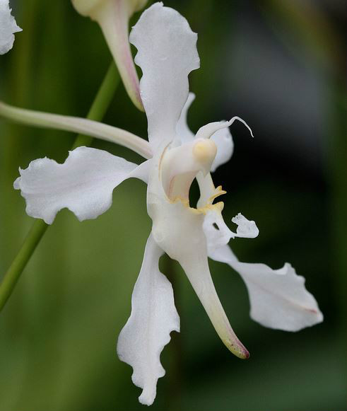 papilionanthe biswasiana (ghose