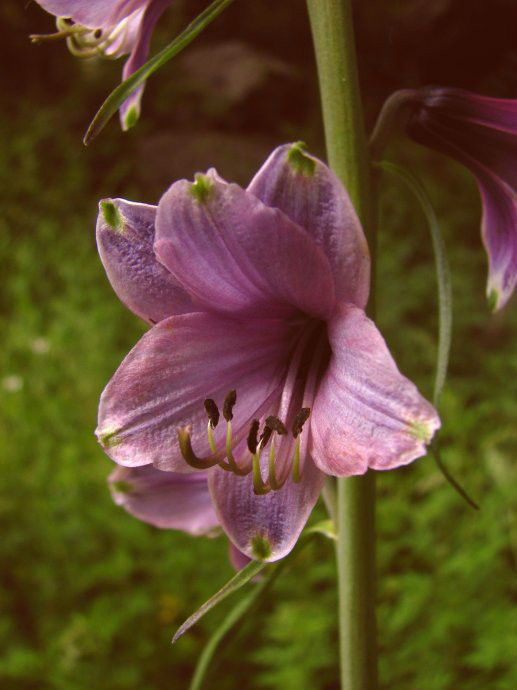  p>大叶假百合(拉丁学名: i>notholirion macrophyllum (d.