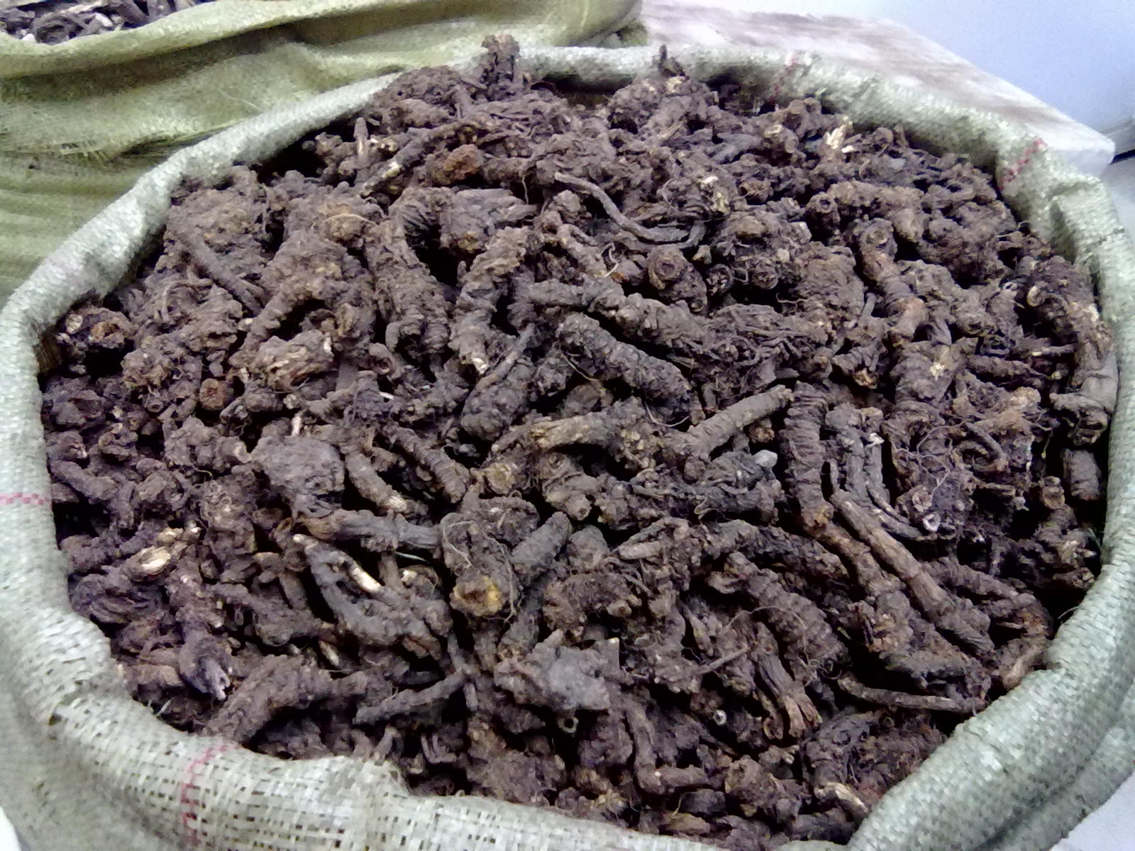  p>甘松,中药名.为败酱科植物甘松 i>nardostachys jatamansi dc.