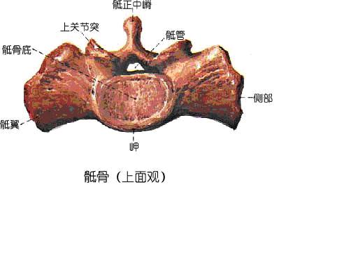  p data-id="gnwv24g9i1">骶椎是生物脊柱的一