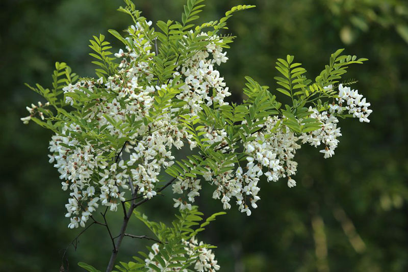 槐花节