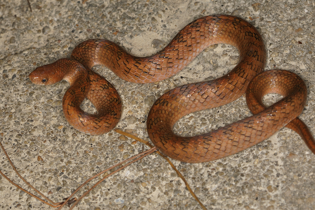  p>紫棕小头蛇(学名:oligodon cinereus)是 a href="#">游蛇科 /a>小