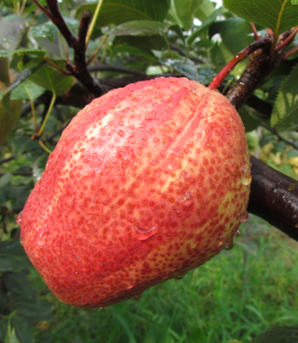  p data-id="gnwij8ainp">早酥红梨是 a targe