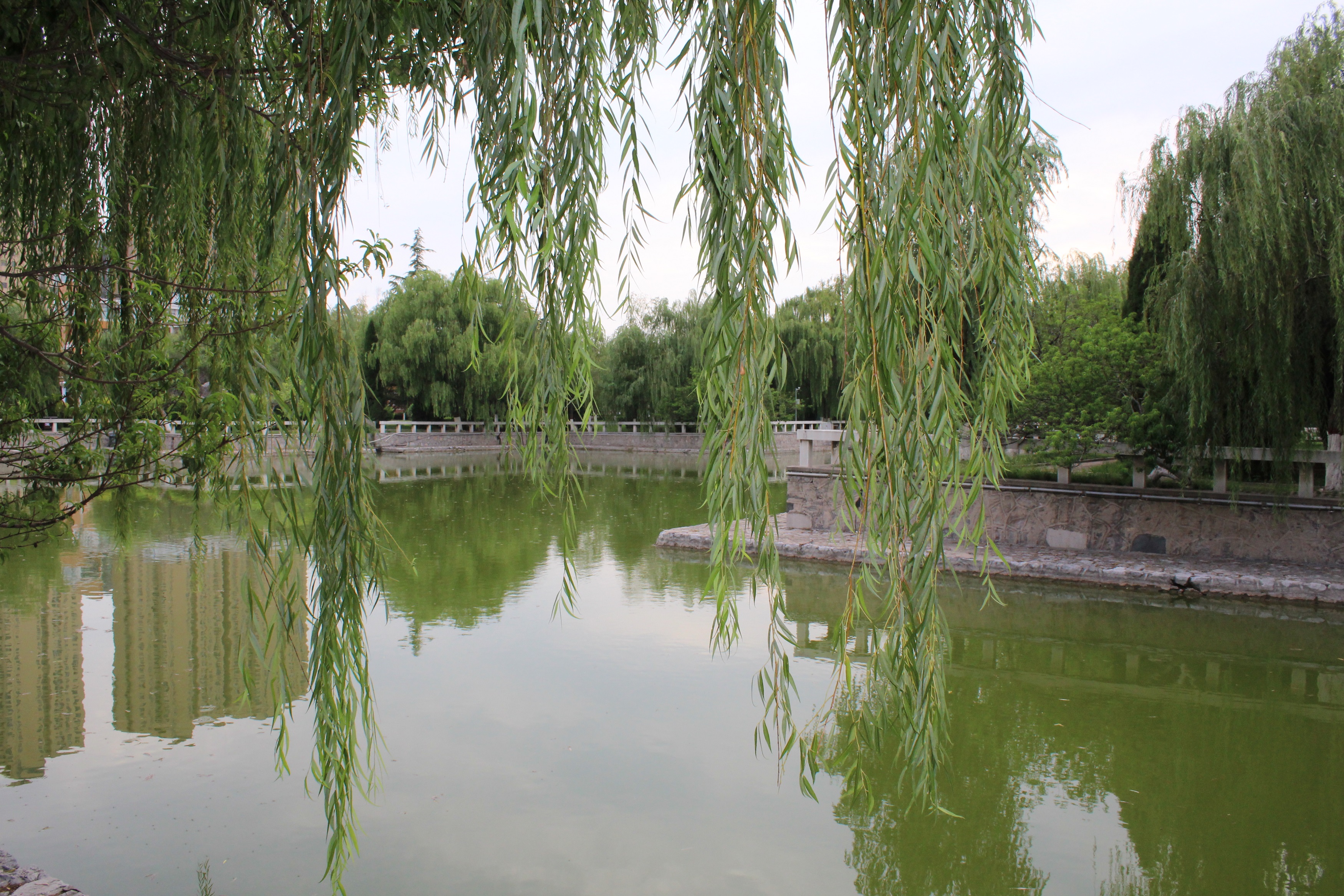  p>垂柳(学名: i>salix&nbsp;babylonica /i>&nbsp;l.