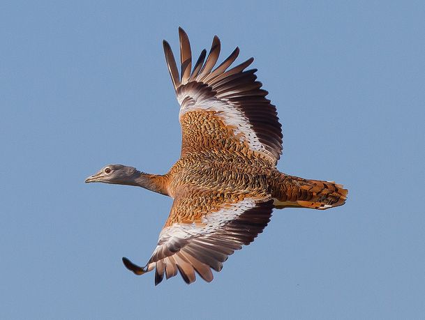  p>大鸨(学名: i>otis tarda /i>):是鸨形目,鸨科,鸨属的大型地栖 a