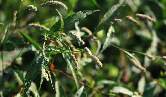  p>春蓼(拉丁名:polygonum persicaria l.
