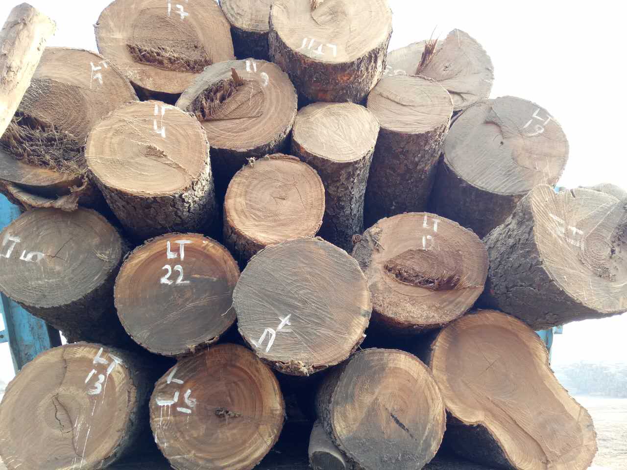  p>短盖豆又称金丝木,帝龙木,黄梨木,非洲黄檀,苏木科属, a href="#"