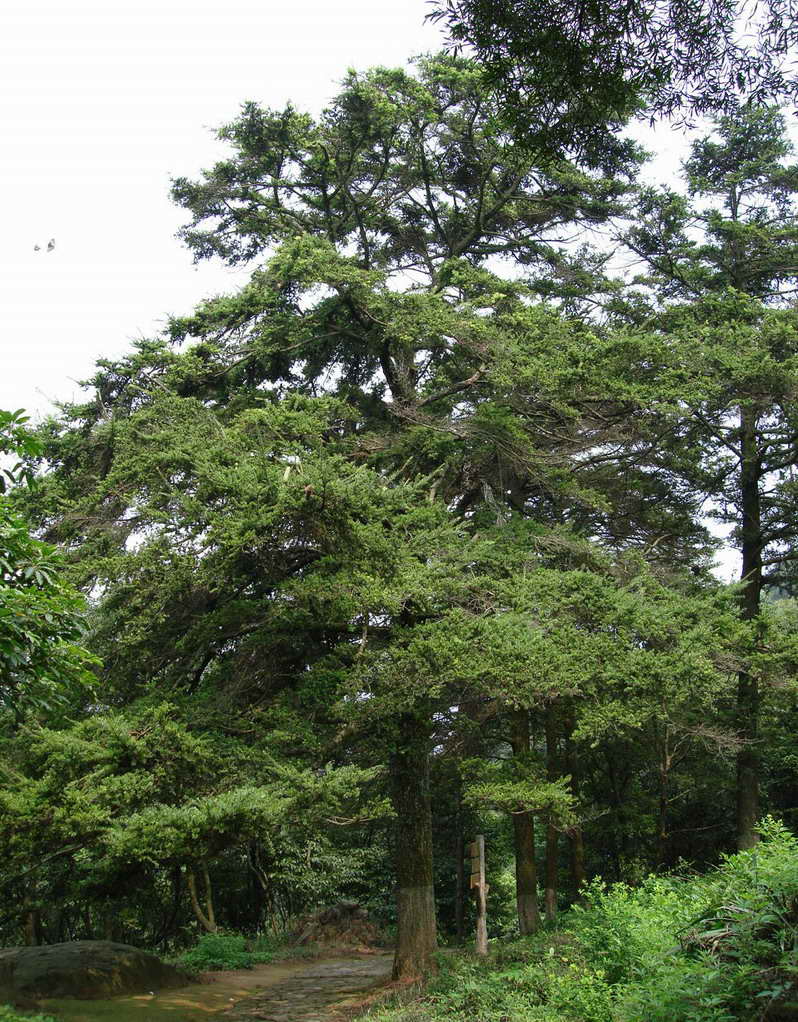  p>滇油杉(keteleeria evelyniana mast.