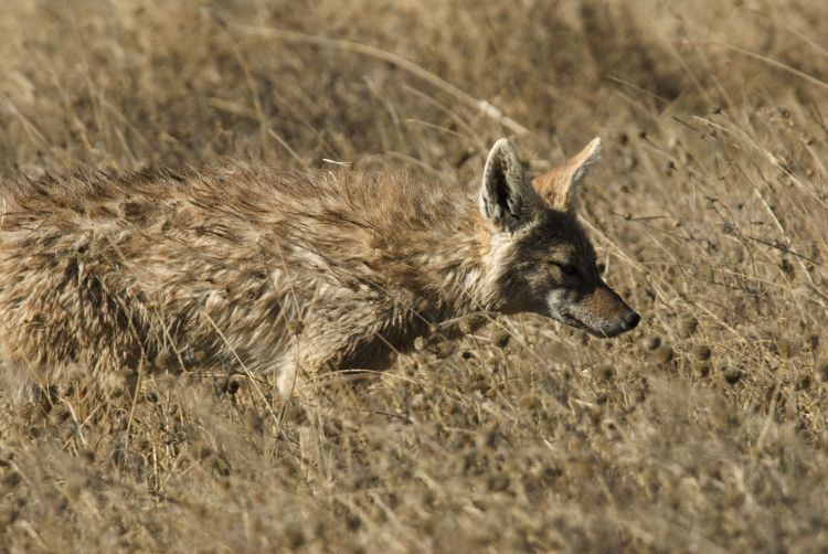  p>金豺(学名: i>canis aureus /i>):共有8个 a href="#" data-lemma