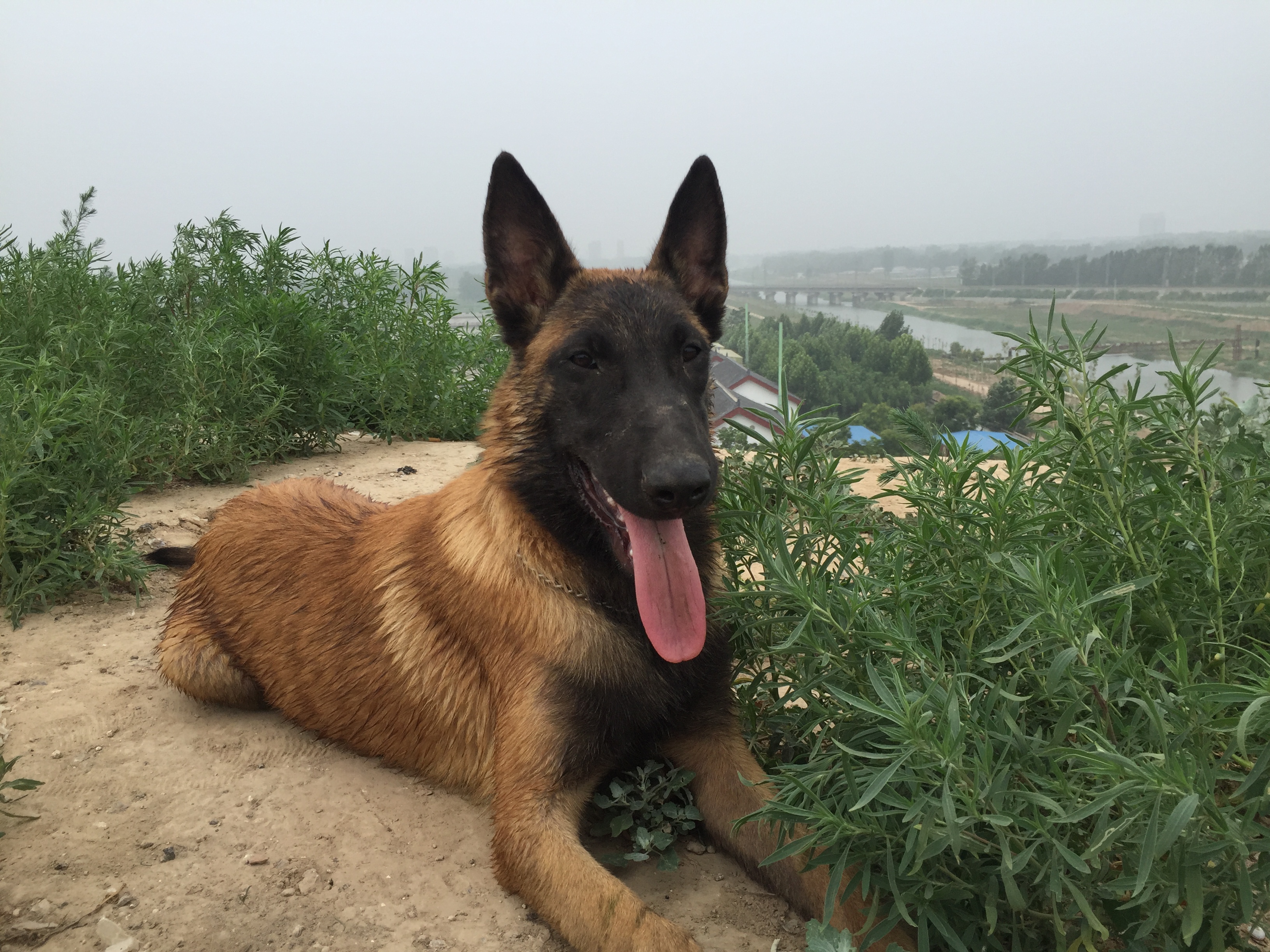  p>中国马犬是 a href="#" data-lemmaid="4764792">昆马犬 /a>的俗名