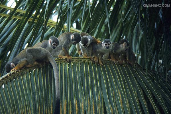 是产于南美洲的小型猴类,驯养容易,又能繁殖,是正逐渐宠物化的动物