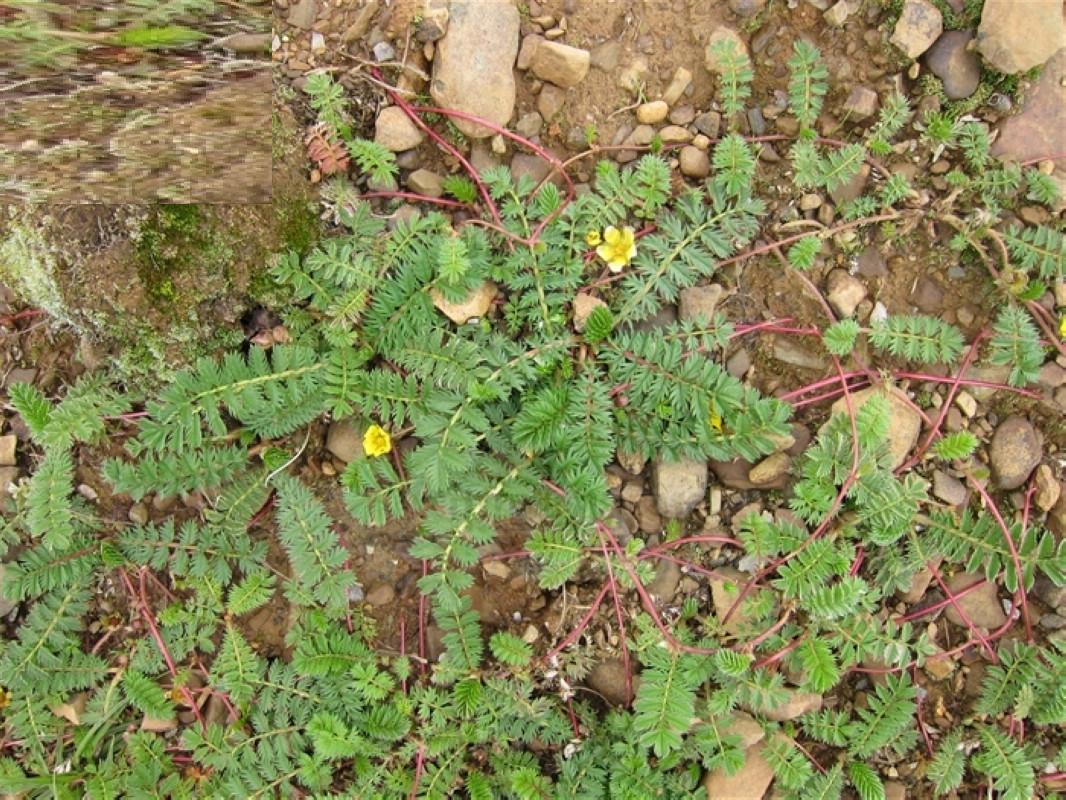 丛生小叶委陵菜