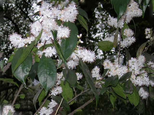  p>茶叶山矾(学名: i>symplocos theaefolia /i> d.