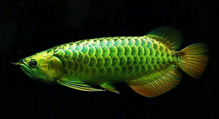  p>美丽硬仆骨舌鱼(学名: i>scleropages formosus /i>):又名 a