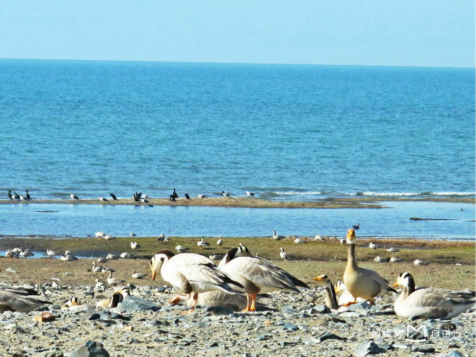  p>青海湖鸟岛,因岛上栖息数以十万计的候鸟而得名.
